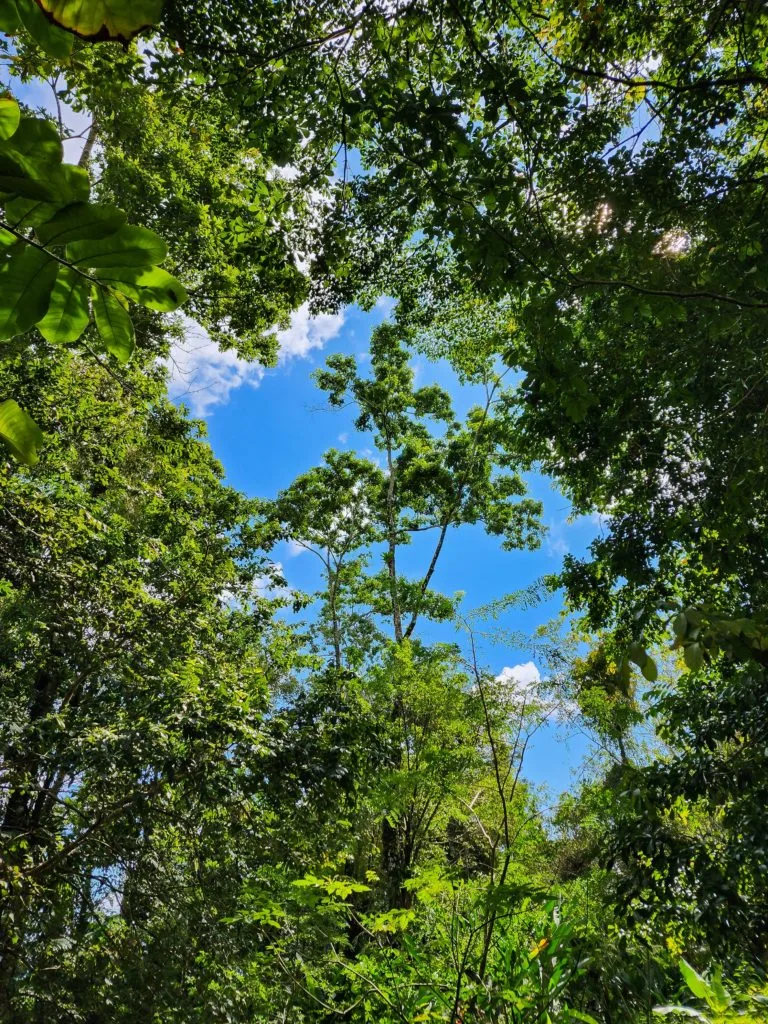 Representative hotel space: A forest canopy frames a patch of blue sky.