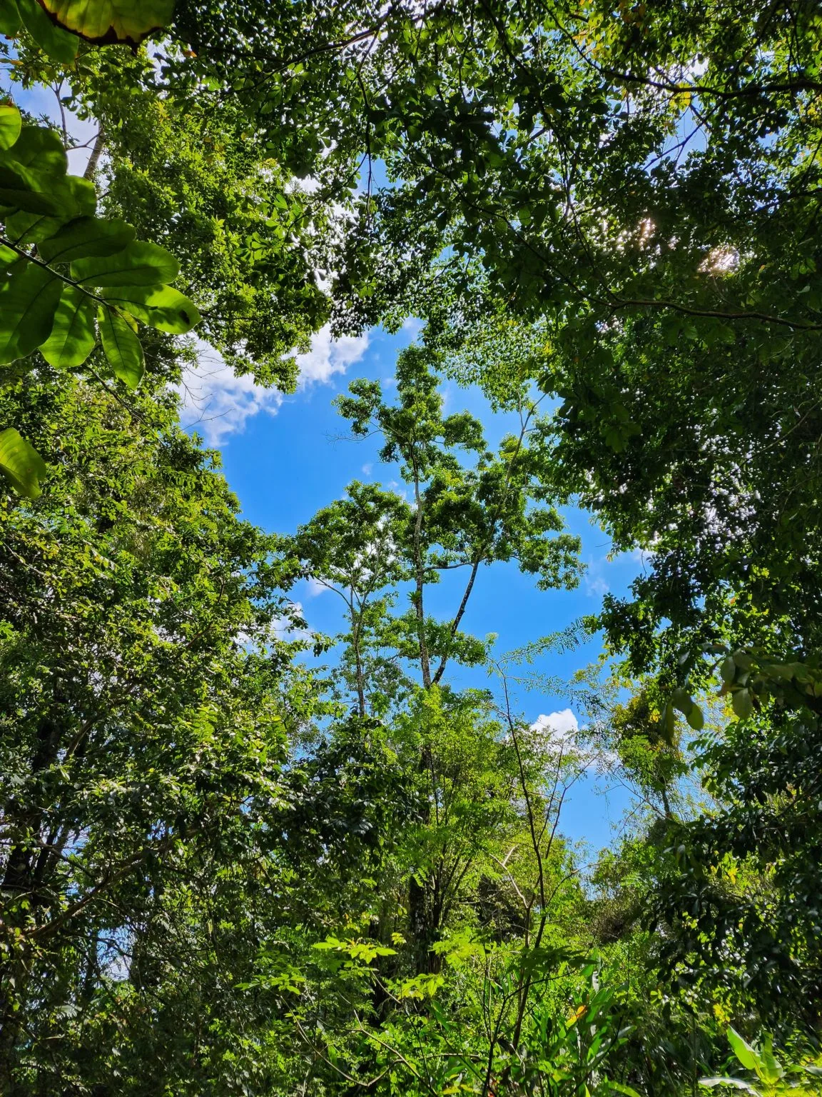 Espacio representativo del hotel: Un dosel frondoso enmarca un tramo de cielo azul.