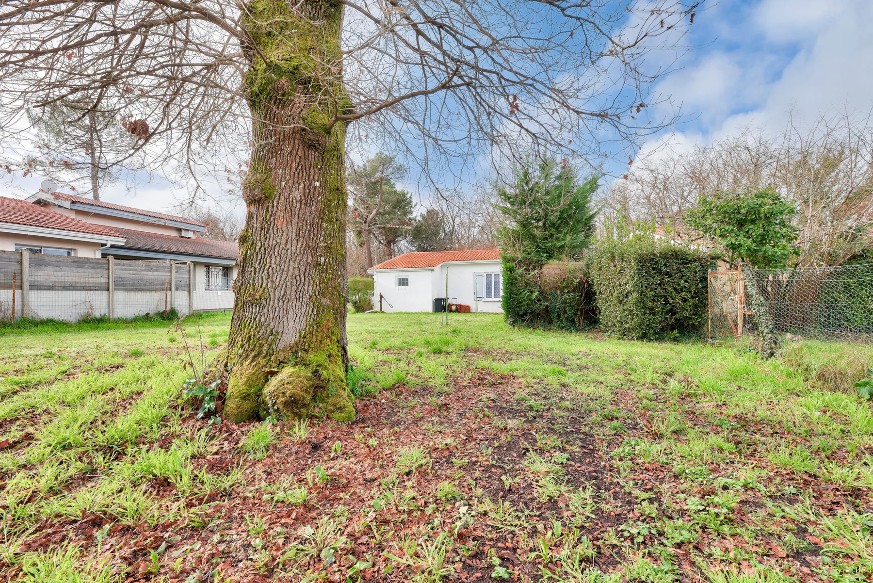 A grassy yard with a large tree and a small white building in the background.