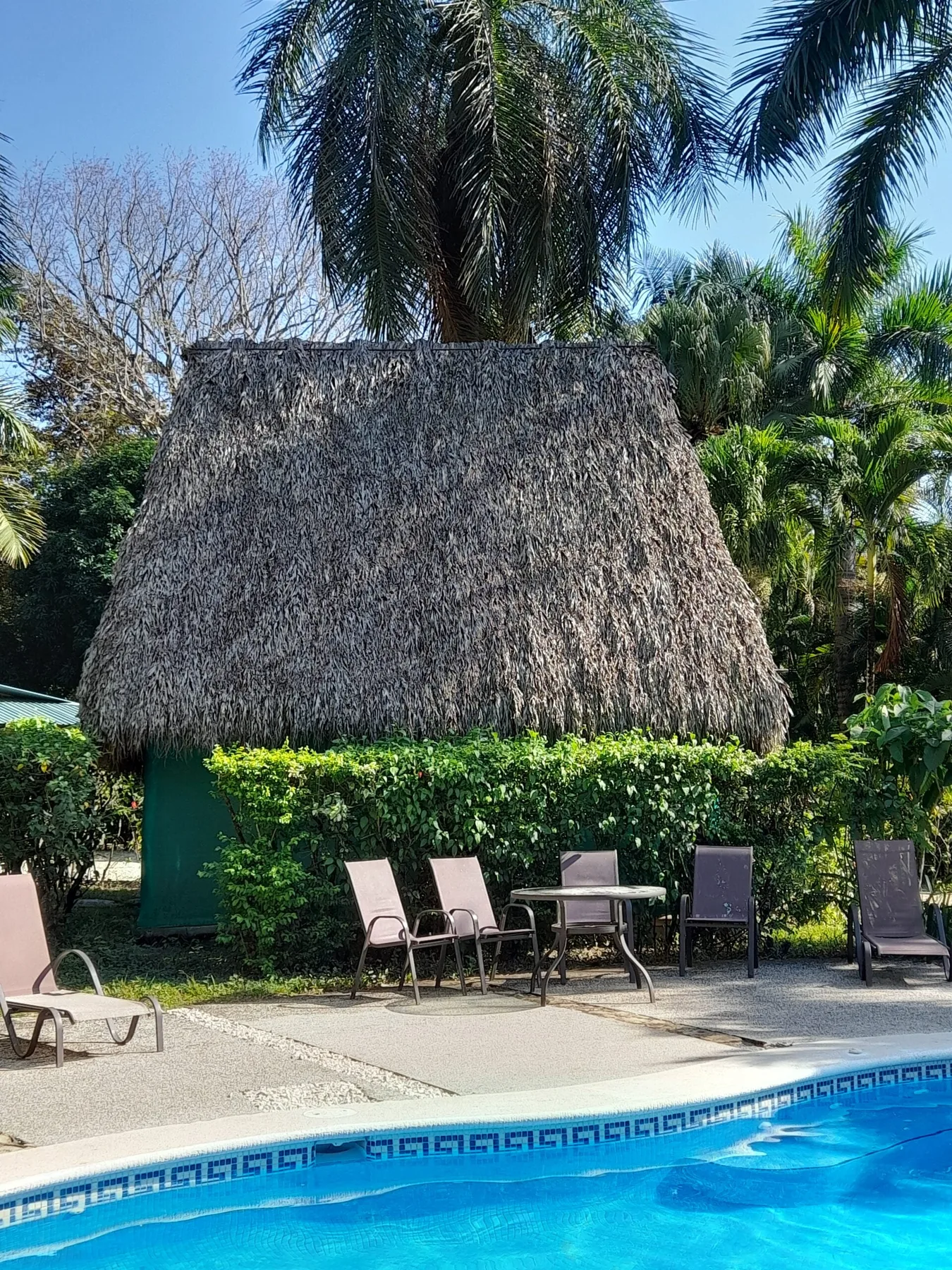 Espacio representativo del hotel: Una zona de descanso junto a la piscina está al lado de una estructura con techo de paja y vegetación tropical.
