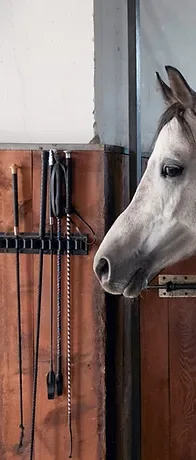 Representative hotel space: A horse stands beside hanging tack in a wooden stable.
