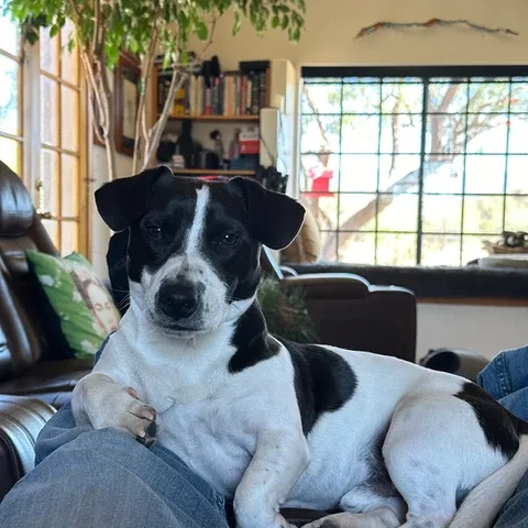 Representative hotel space: A black-and-white dog rests on a person’s lap in a living room.