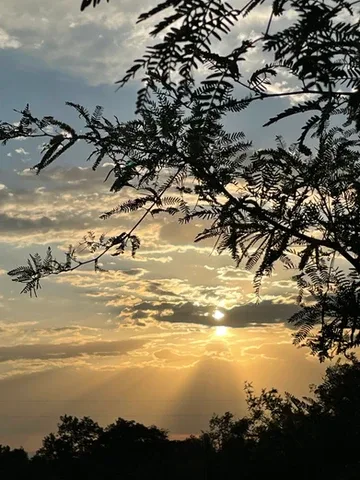 Representative hotel space: Sunset over a tree-lined horizon, with silhouetted branches framing the sky.