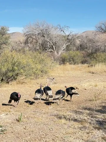 Representative hotel space: Several birds forage in a dry, scrubby landscape beneath a clear blue sky.
