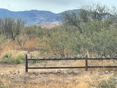 Representative hotel space: A dry grassland with scattered trees, a wooden fence, and mountains in the distance.