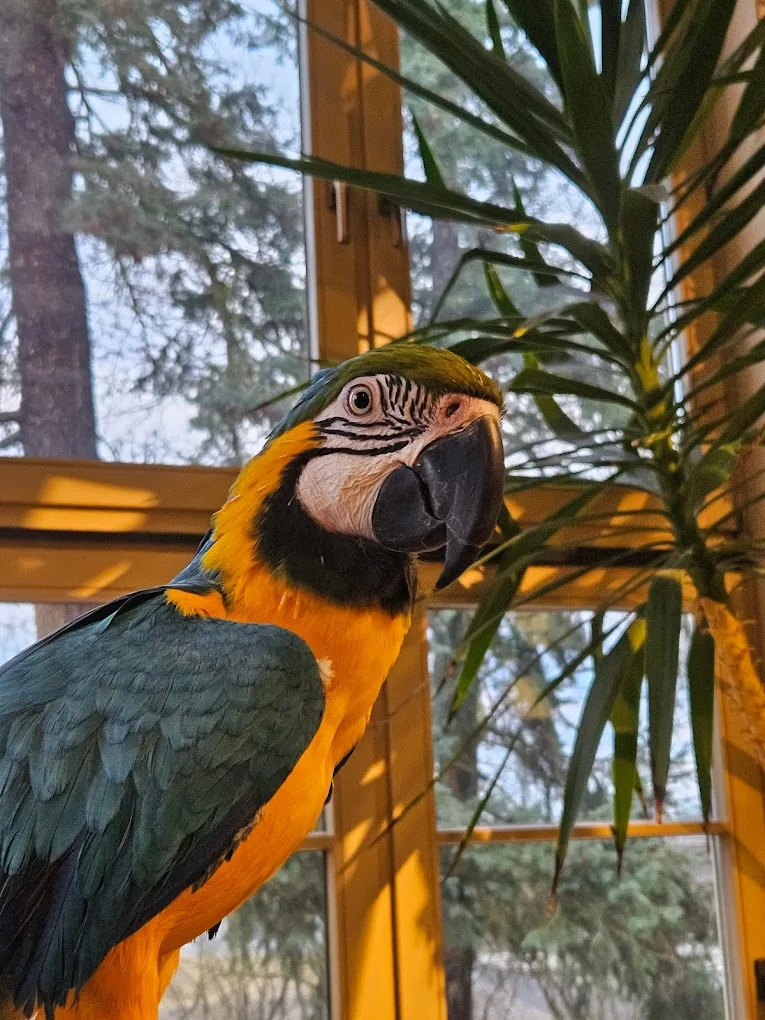 Espacio representativo del hotel: Un loro colorido posado en el interior junto a una ventana grande y una planta frondosa.