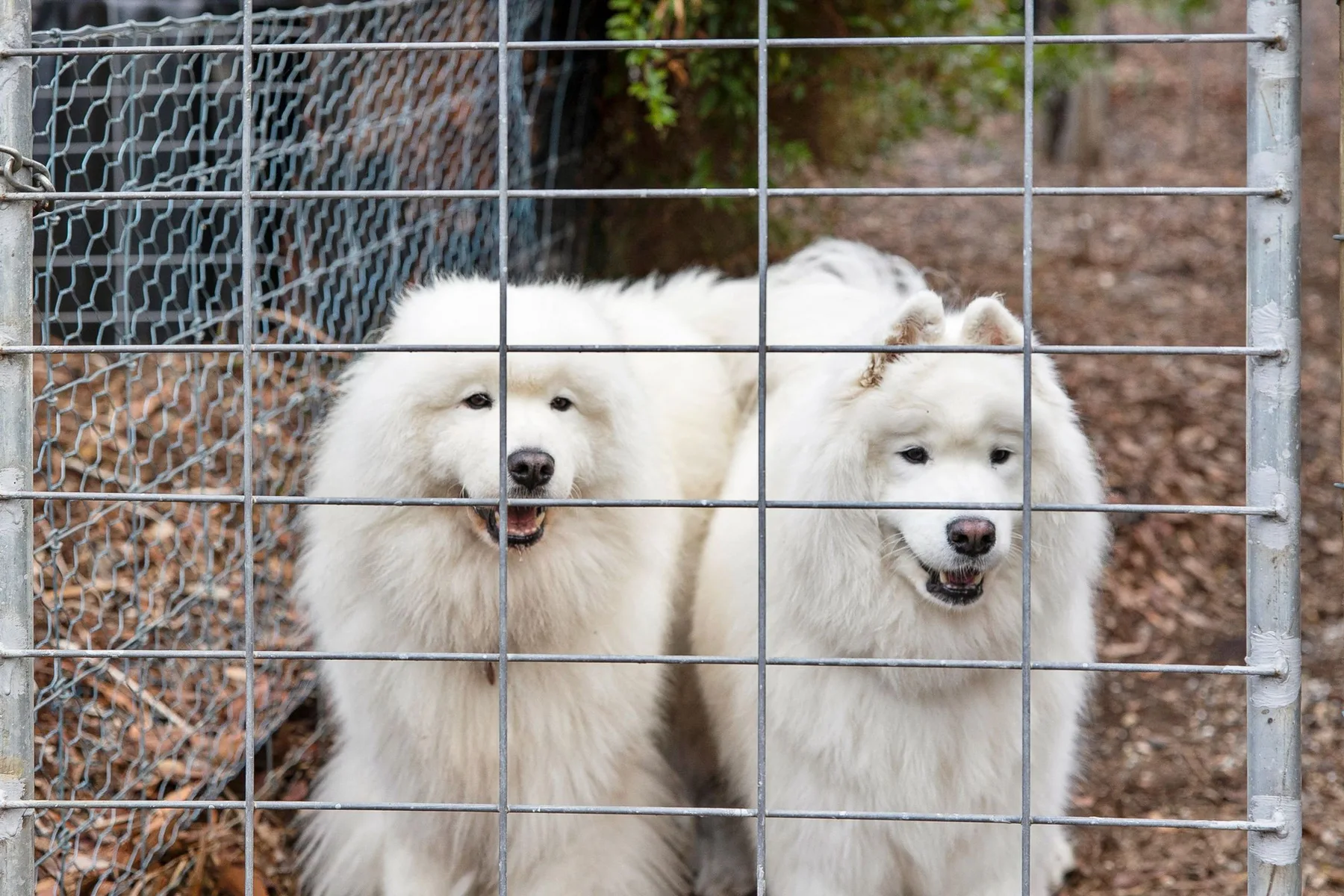 Dos perros blancos y peludos están detrás de una valla metálica en un recinto exterior.