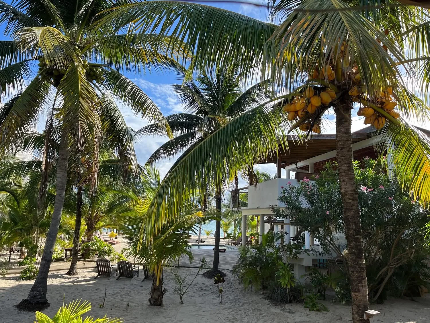 A tropical outdoor scene with palm trees and a building beside sandy ground.