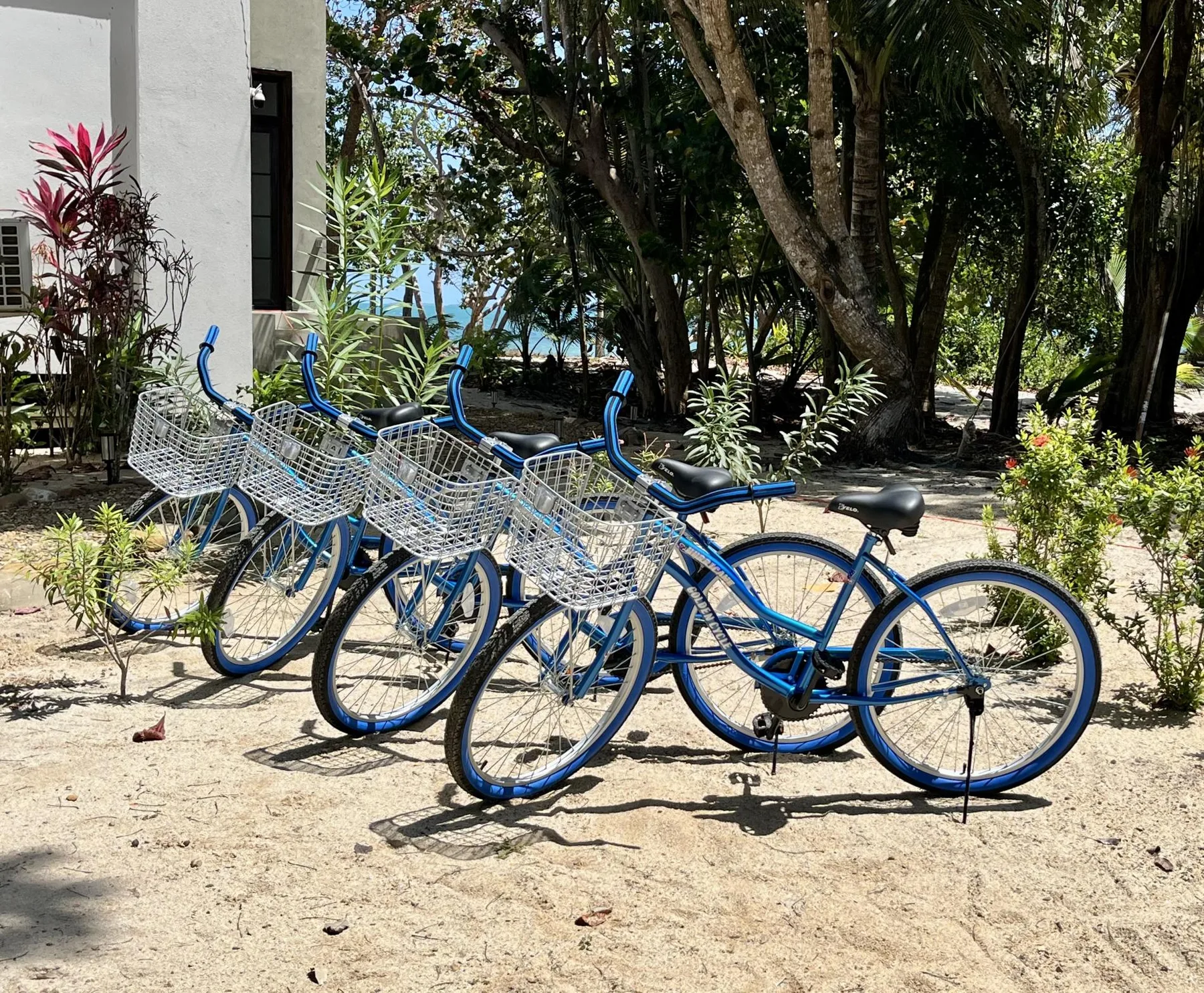 Blue bicycles are parked on a sandy path beneath leafy trees.