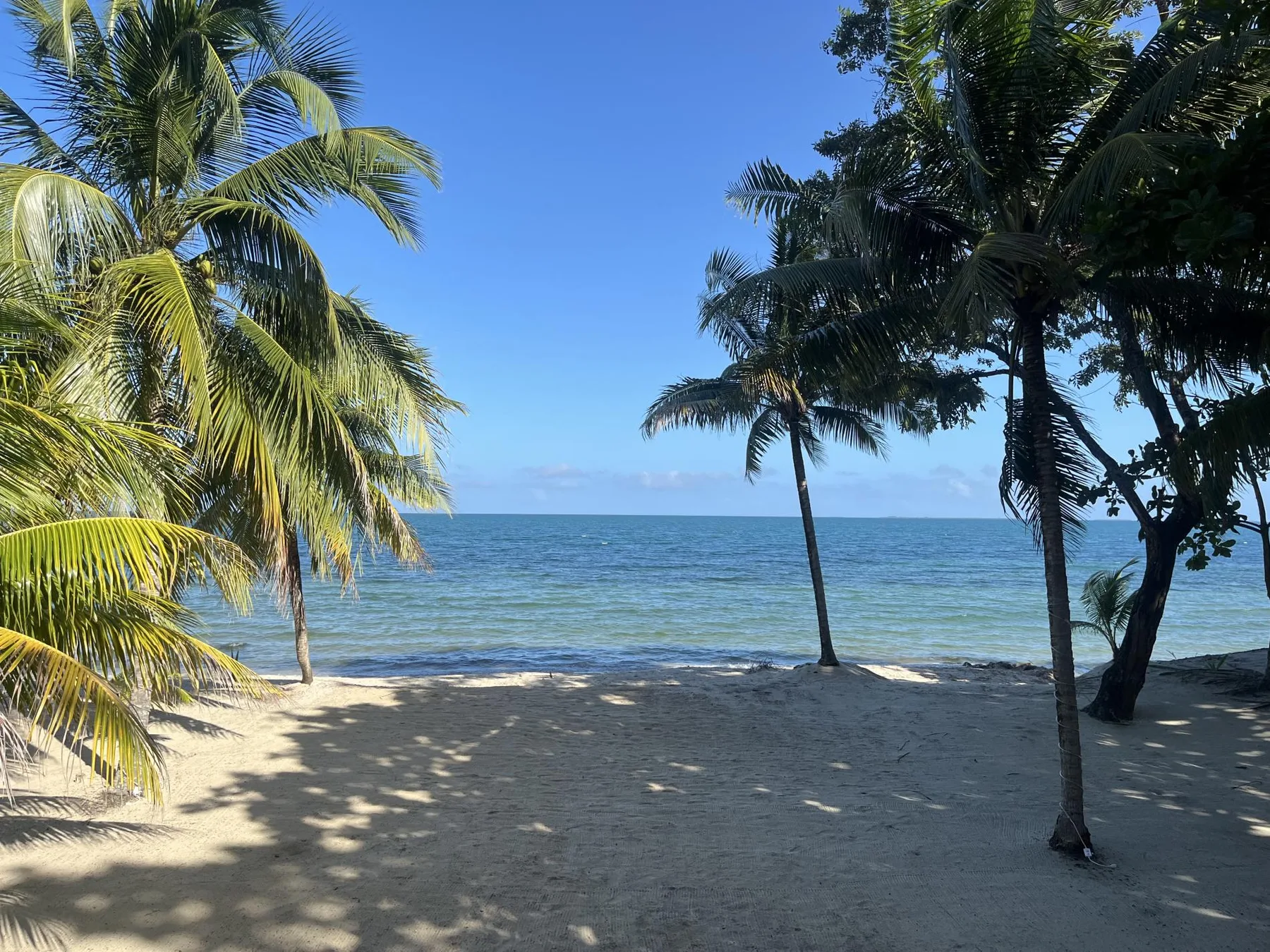 A sandy beach with palm trees along the ocean.