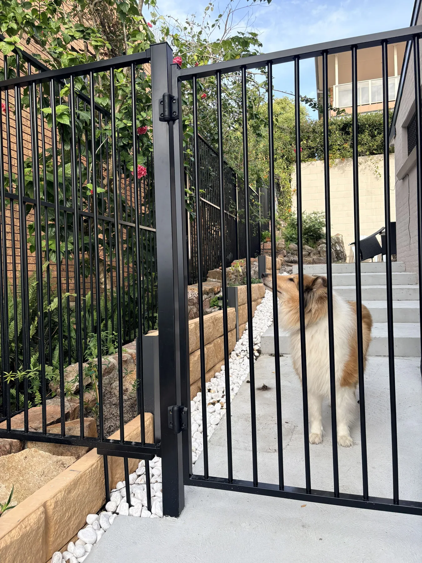 Un perro está detrás de una puerta metálica negra junto a un sendero de jardín.