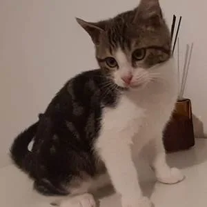 Espacio representativo del hotel: Un gato atigrado y blanco está sentado sobre una superficie clara.