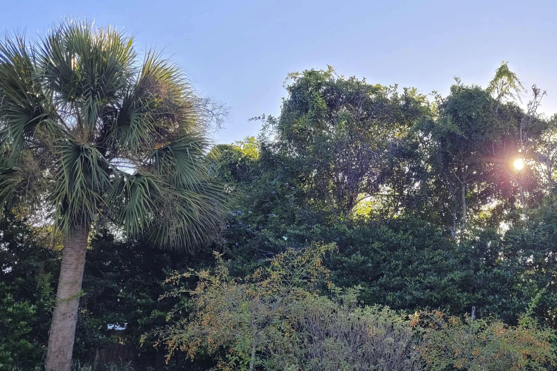 Outdoor garden scene with dense trees and a tall palm beneath a clear sky.