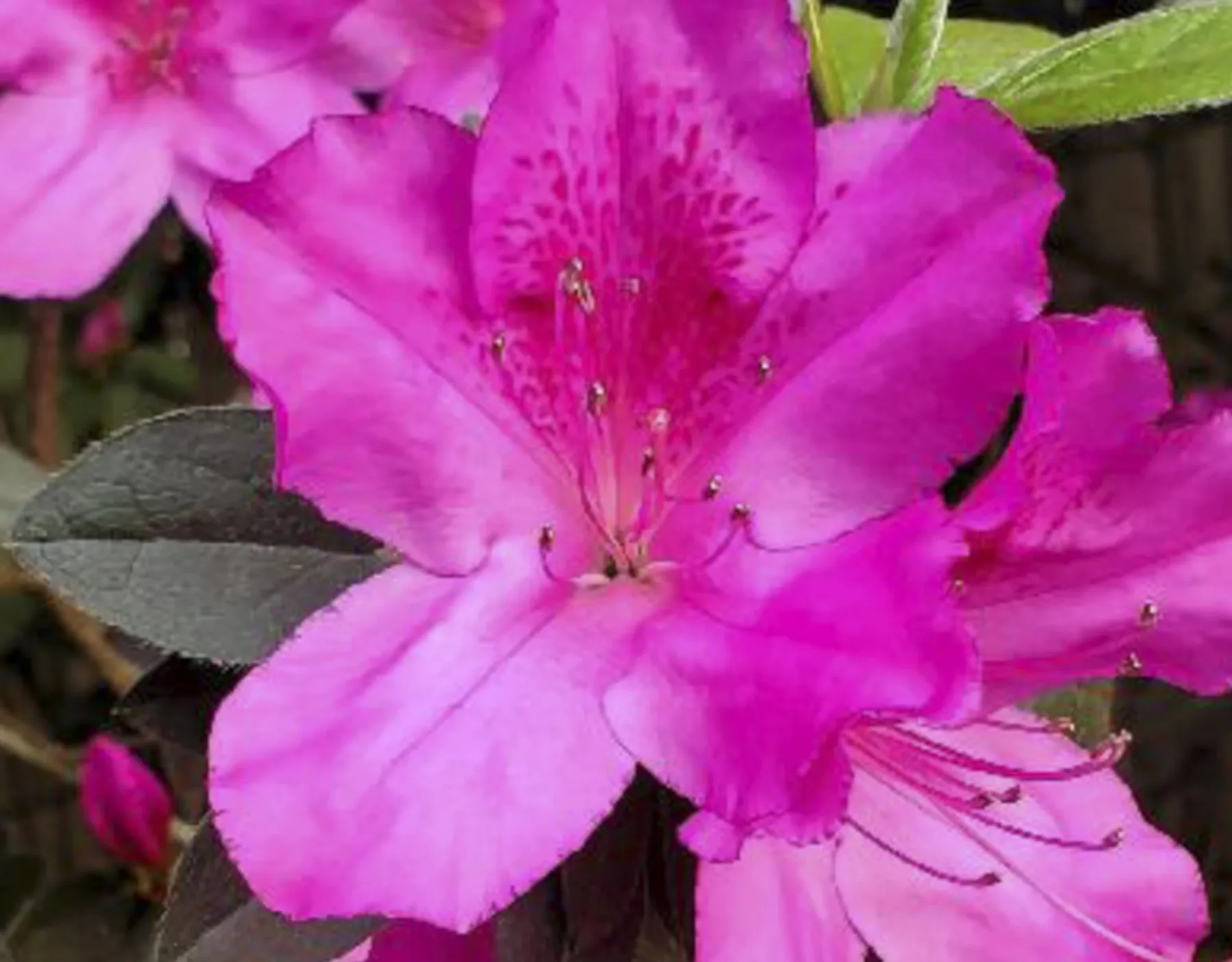 A close-up of a bright pink flower with petals spread open.