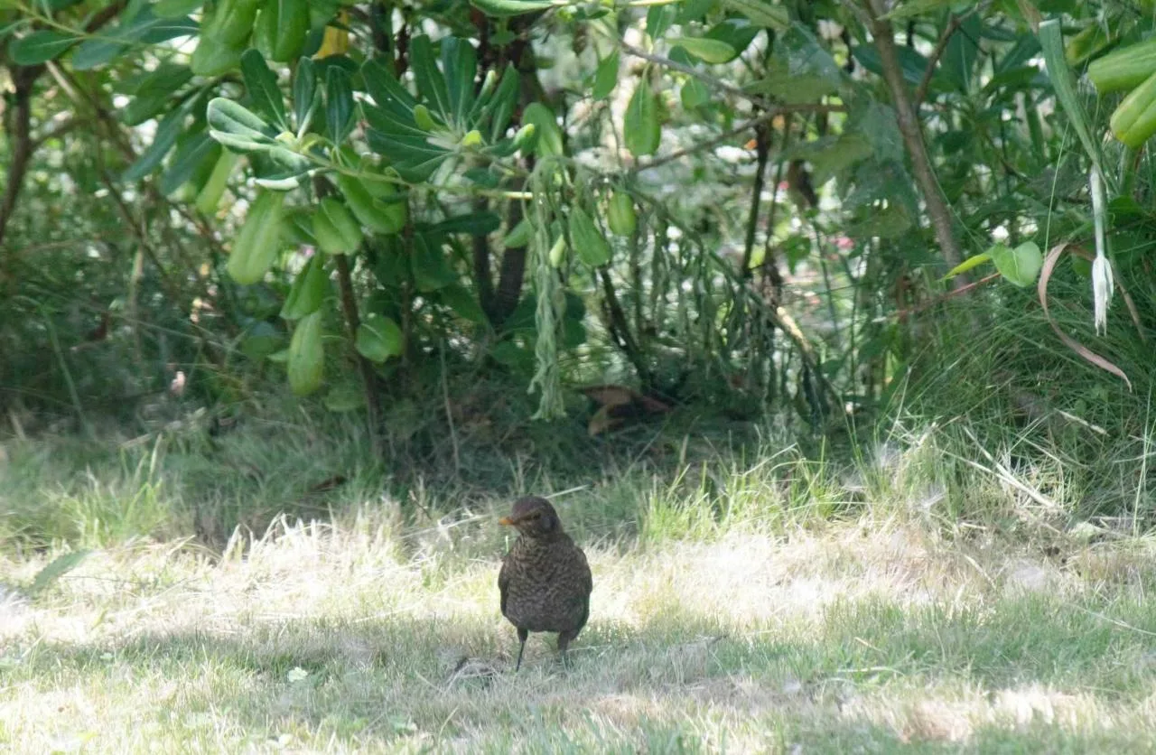 Representative hotel space: A small bird stands on a grassy patch beneath leafy shrubs.
