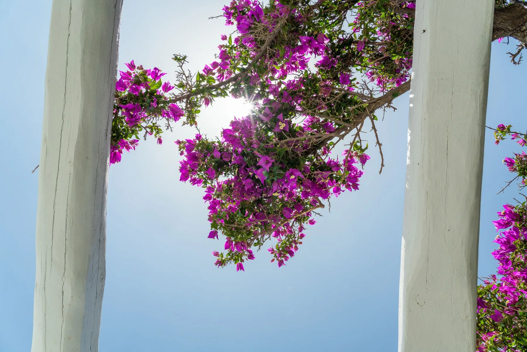 Purple flowering branches hang against a clear blue sky beside pale columns.