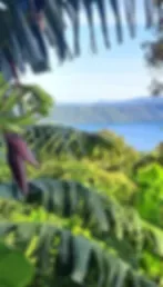 Representative hotel space: A tropical garden with leafy plants overlooking a blue body of water.