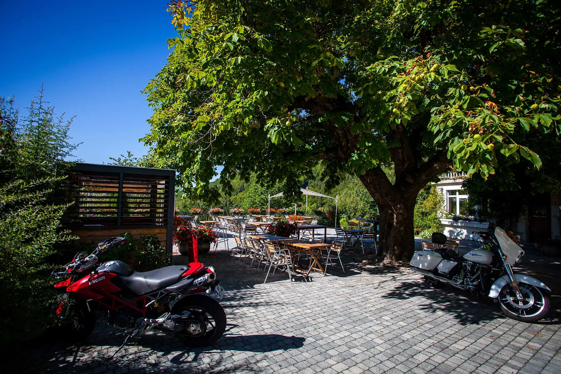Espacio representativo del hotel: Un patio al aire libre con mesas y asientos bajo un gran árbol frondoso.