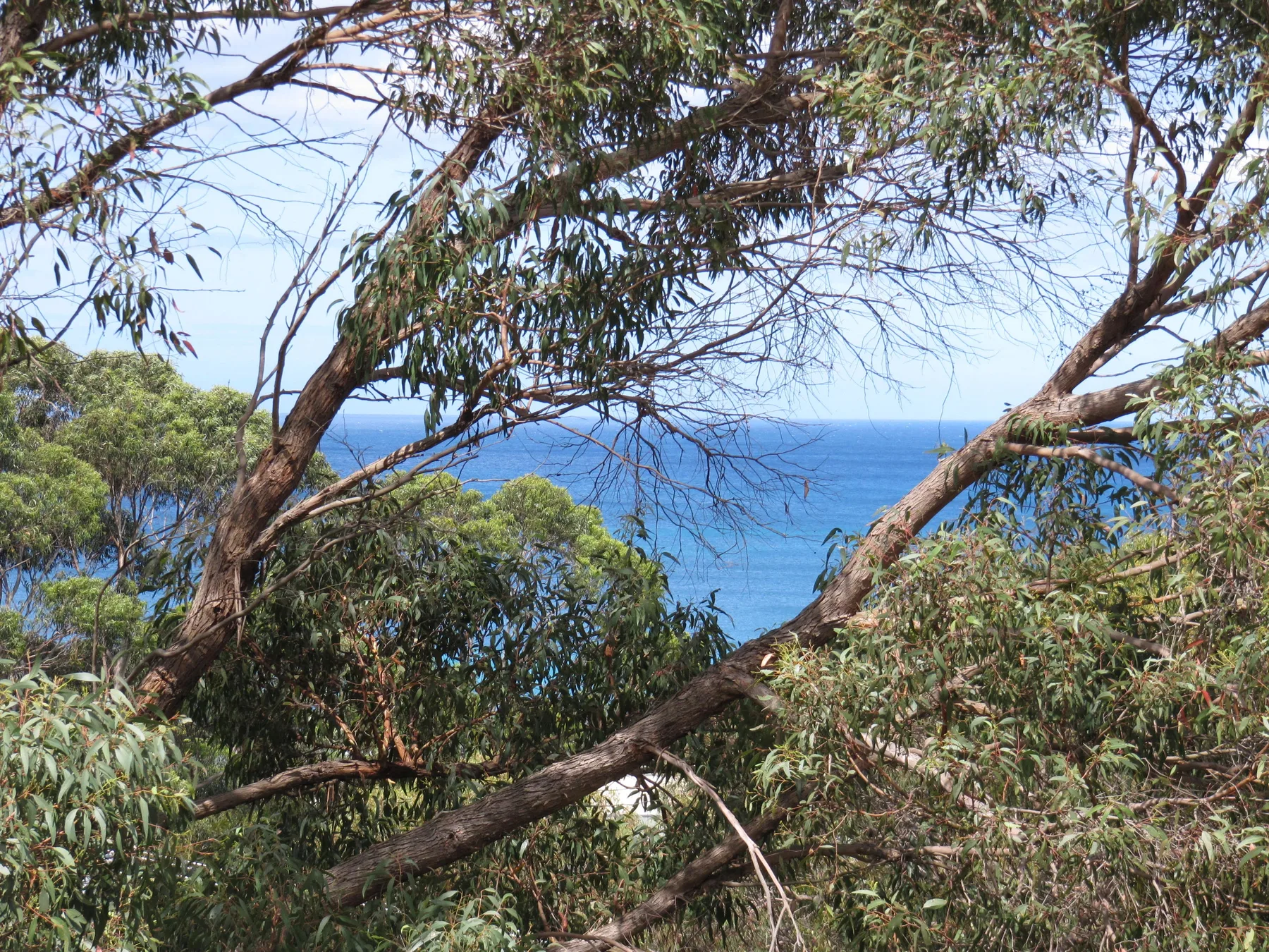 A coastal view of blue water framed by leafy trees.