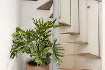 A leafy potted plant stands beside white cabinetry in an indoor room.