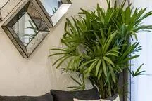 A leafy indoor plant stands beside geometric wall mirrors in a bright interior.