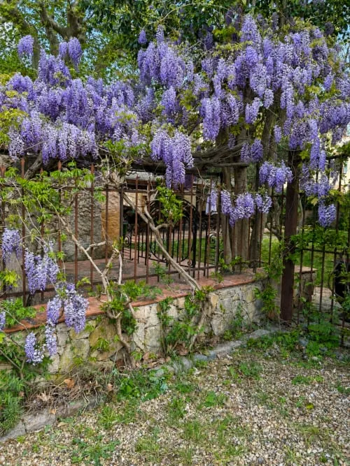 Espacio representativo del hotel: Una pérgola de jardín está cubierta de flores moradas colgantes.