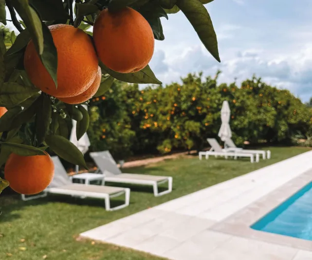 Representative hotel space: A garden pool area with lounge seating and citrus trees.