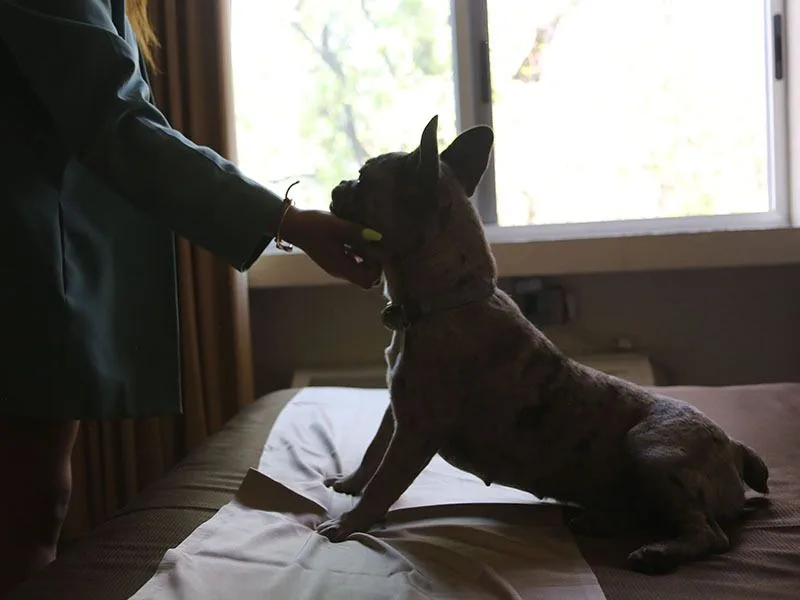Representative hotel space: A small dog sits on a bed beside a person’s hand.