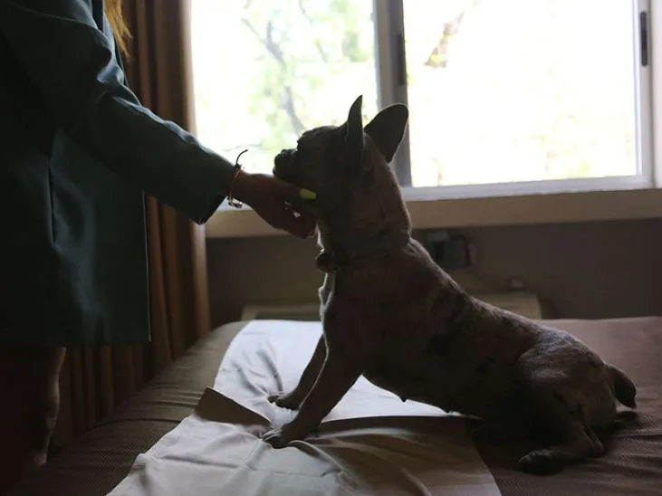 Representative hotel space: A dog sits on a bed beside a person by a bright window.