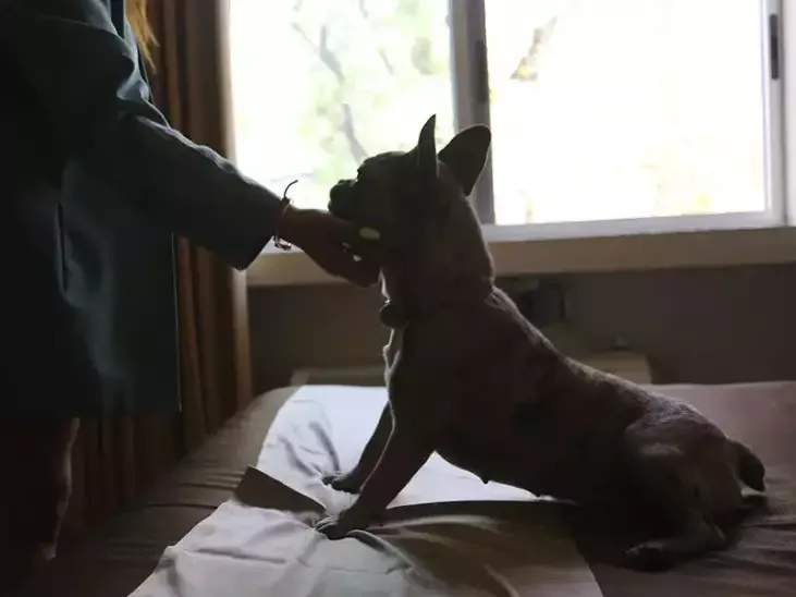 Representative hotel space: A dog sits on a bed beside a person in a room with a bright window.