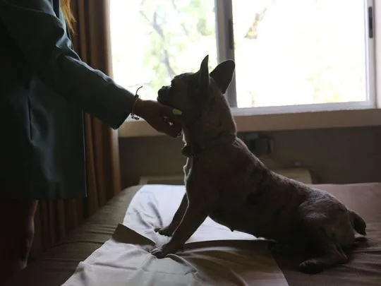 Representative hotel space: A dog sits on a bed beside a person near a bright window.