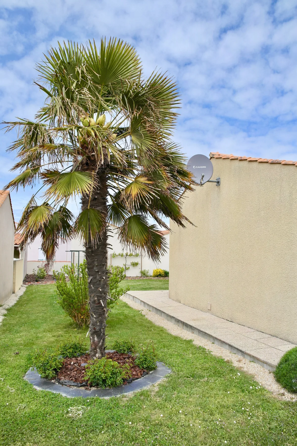 A palm tree grows in a grassy courtyard beside a building.