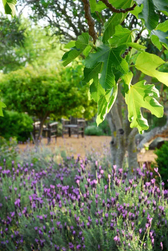 Representative hotel space: A garden with purple flowers beneath leafy trees and outdoor seating.