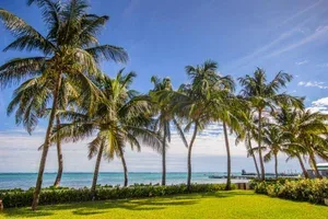 Espacio representativo del hotel: Una costa tropical con palmeras y vistas al océano.