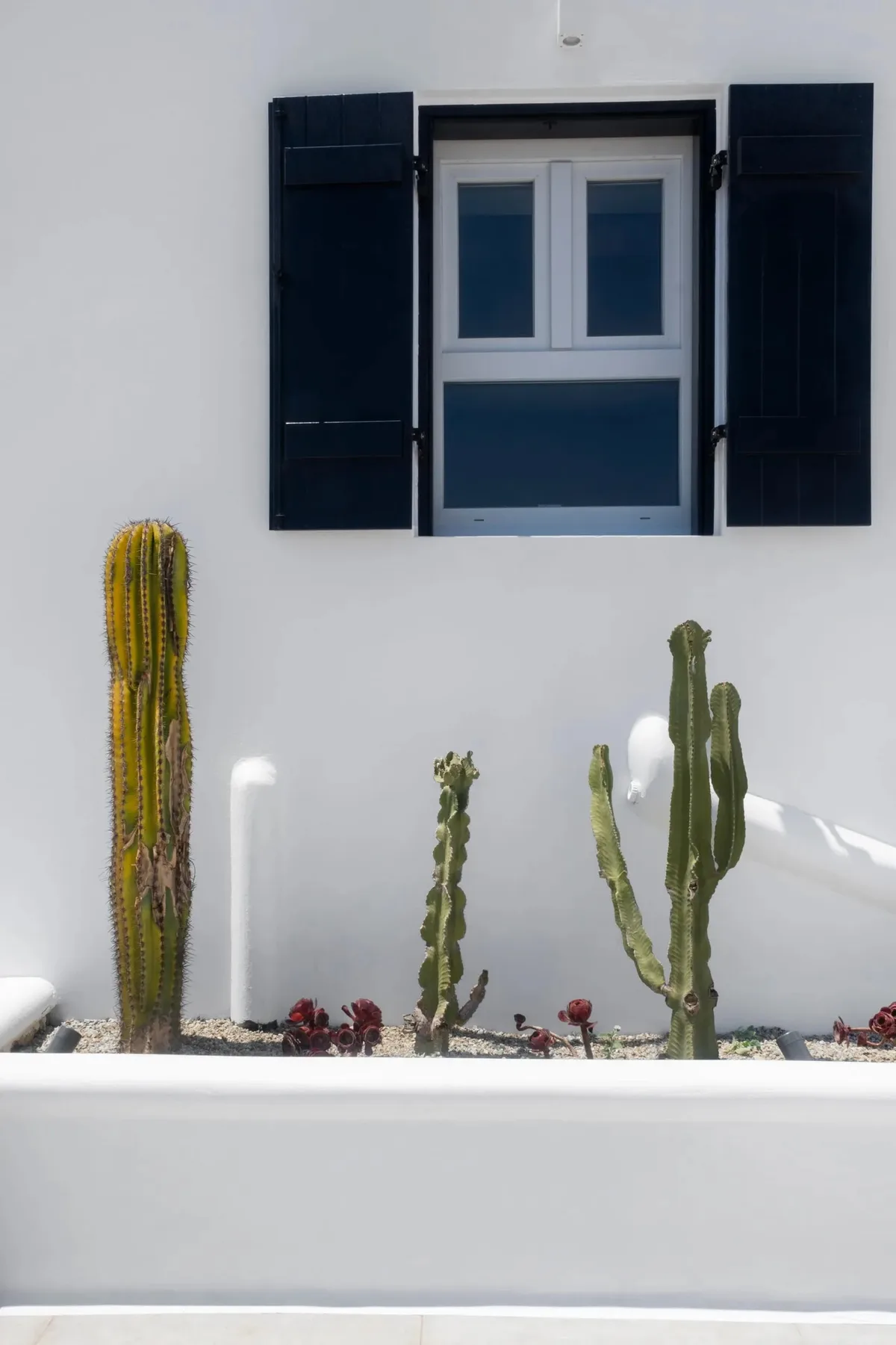 A white exterior wall with a shuttered window and several cacti in a raised planter.
