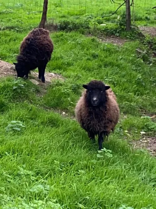 Representative hotel space: Two sheep stand in a grassy outdoor enclosure.