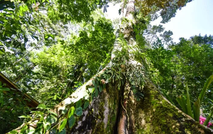 Espacio representativo del hotel: Un jardín tropical frondoso con vegetación densa y árboles altos.