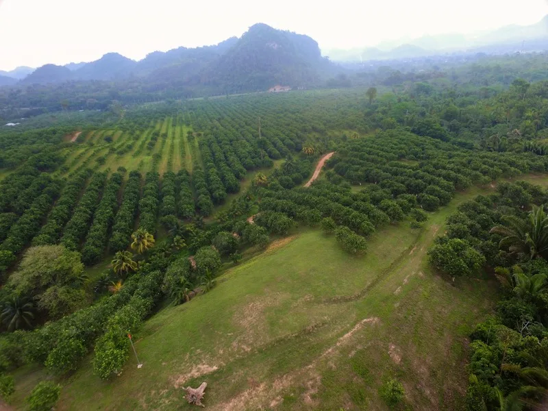 An aerial view of a green orchard with a grassy clearing and hills in the distance.