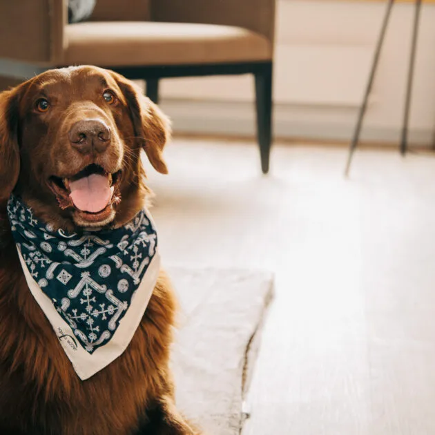Espacio representativo del hotel: Un perro marrón con un pañuelo estampado está sentado junto a una silla.