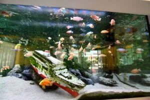 Representative hotel space: An aquarium display shows colorful fish swimming above a rocky underwater scene.