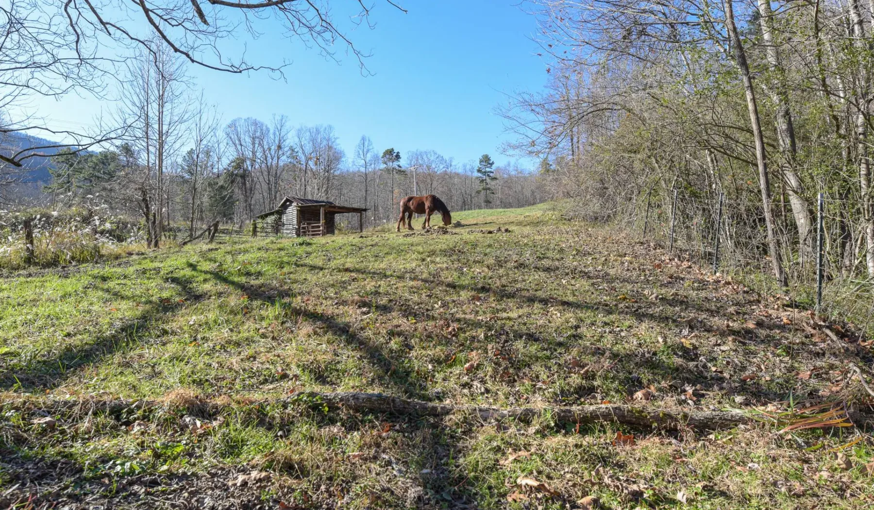 A grassy clearing with a horse grazing beside a small wooden shelter.