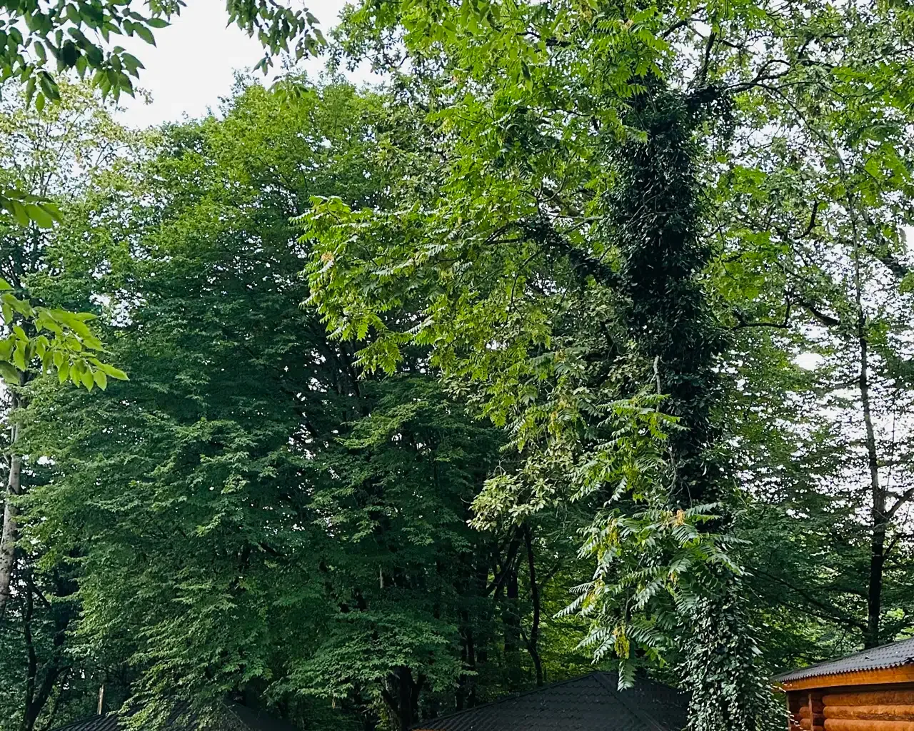 Espacio representativo del hotel: Un paisaje exterior arbolado y frondoso con una pequeña estructura de madera en un borde.