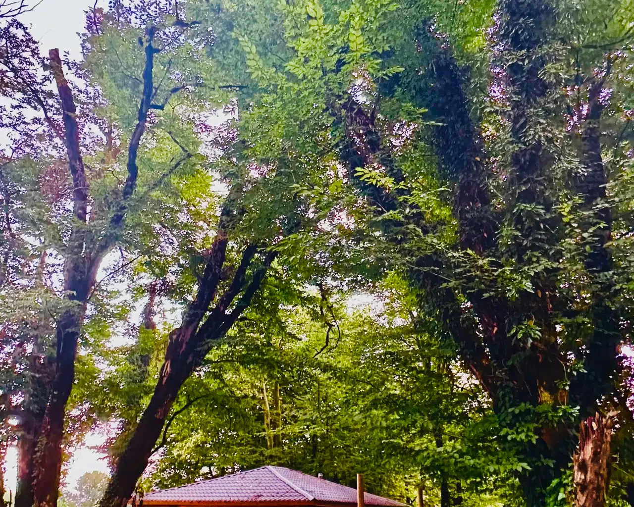 Espacio representativo del hotel: Un paisaje exterior frondoso con árboles altos alrededor de un pequeño tejado.