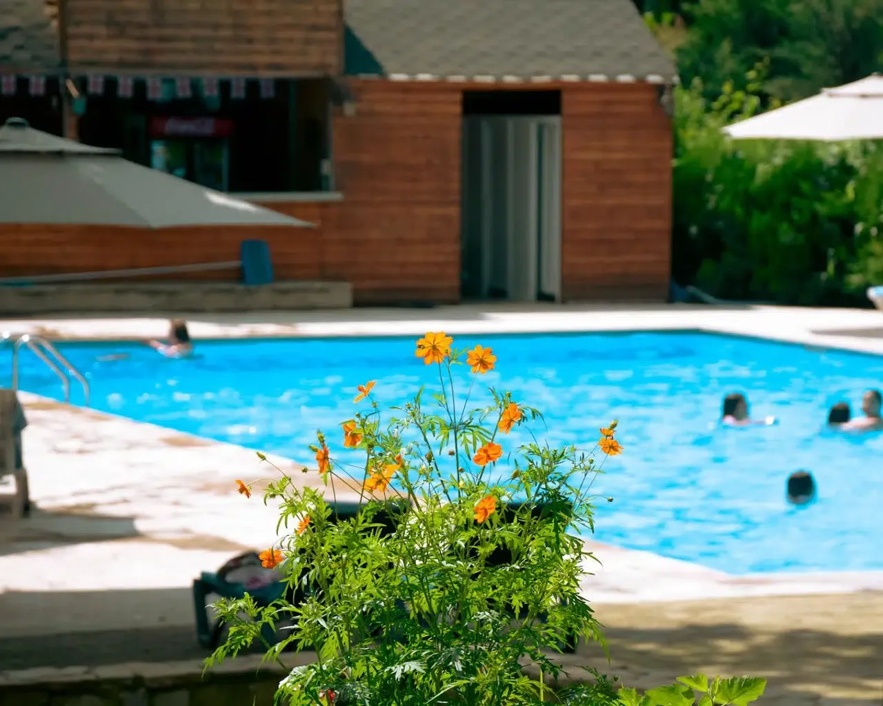Espacio representativo del hotel: Una piscina al aire libre con bañistas y plantas con flores en primer plano.