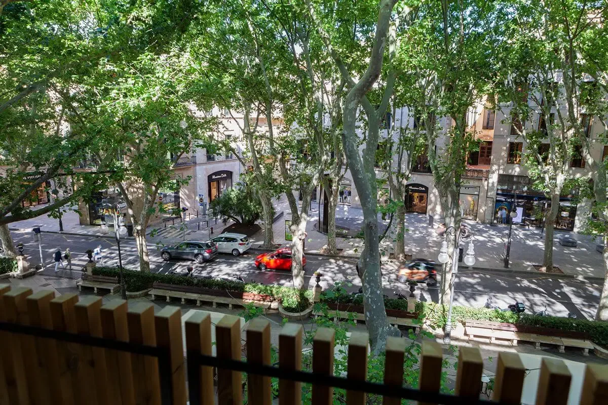 Representative hotel space: A leafy tree canopy overlooks a city street with cars and pedestrians.