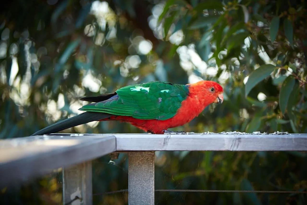 A red-and-green parrot perches on a railing amid leafy trees.