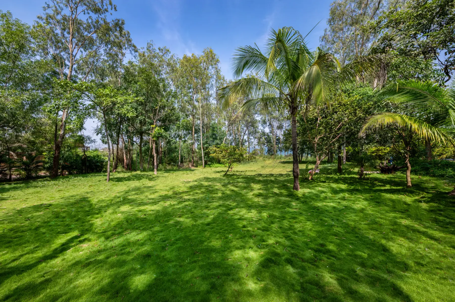 A grassy garden with palm trees and leafy trees under a clear sky.