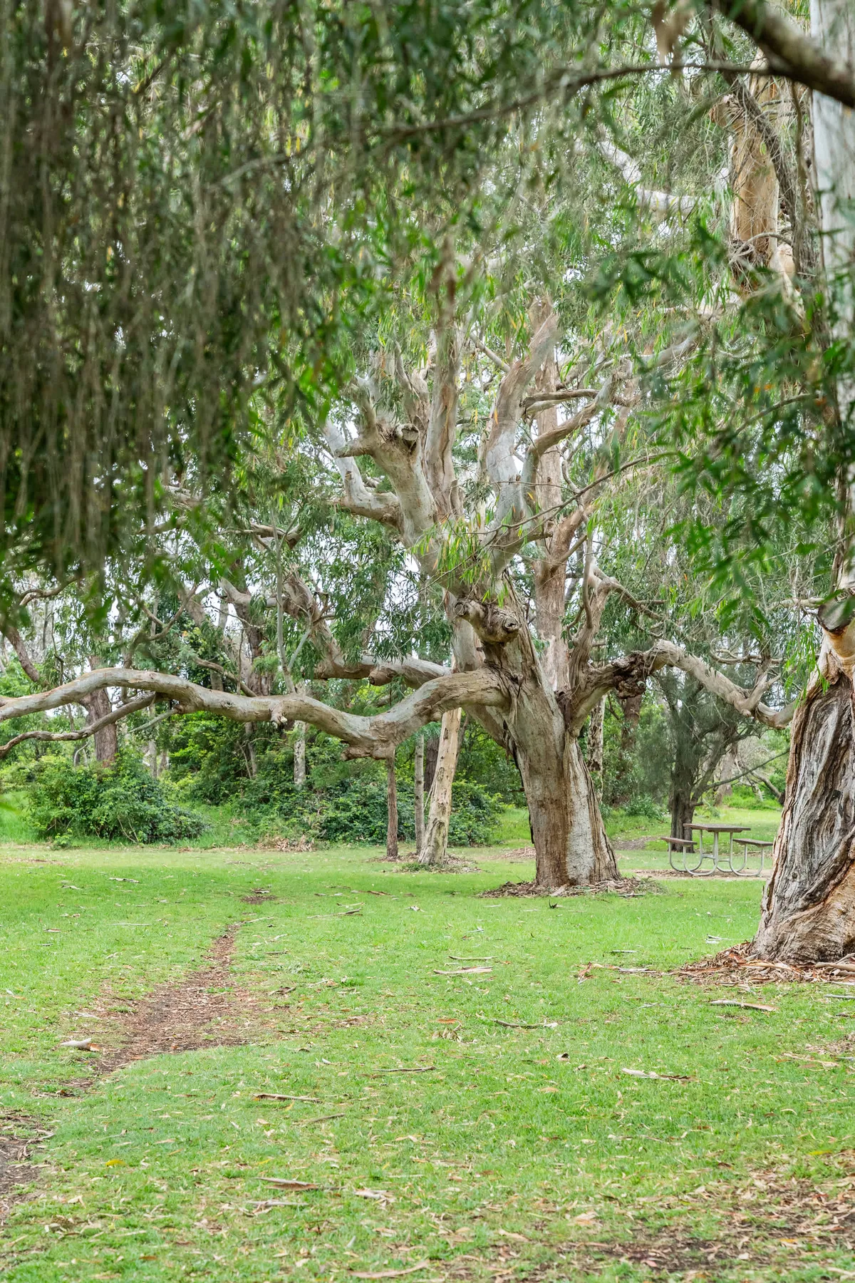 Una zona exterior con césped bajo árboles grandes y una mesa de picnic al fondo.