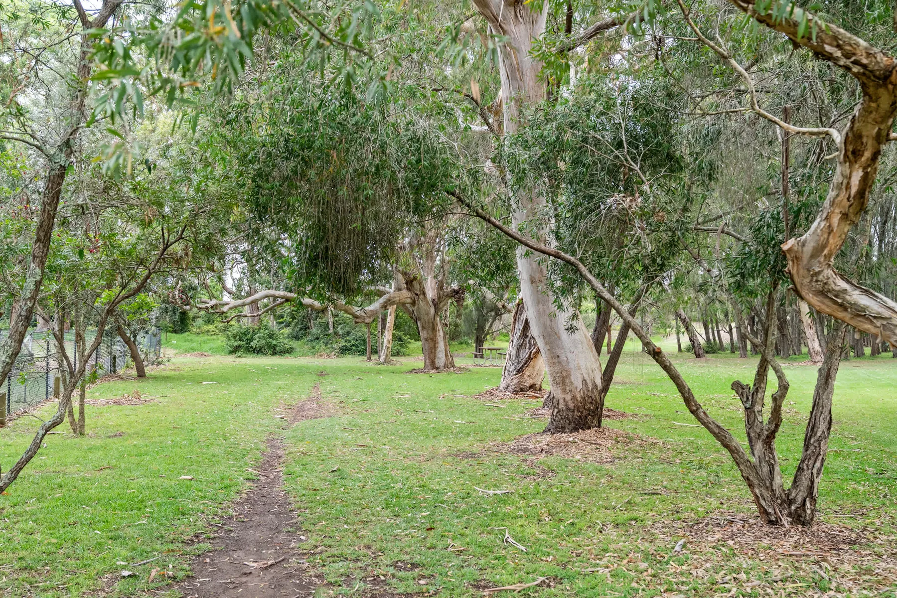 Una zona arbolada y cubierta de césped, con un sendero de tierra entre los árboles.