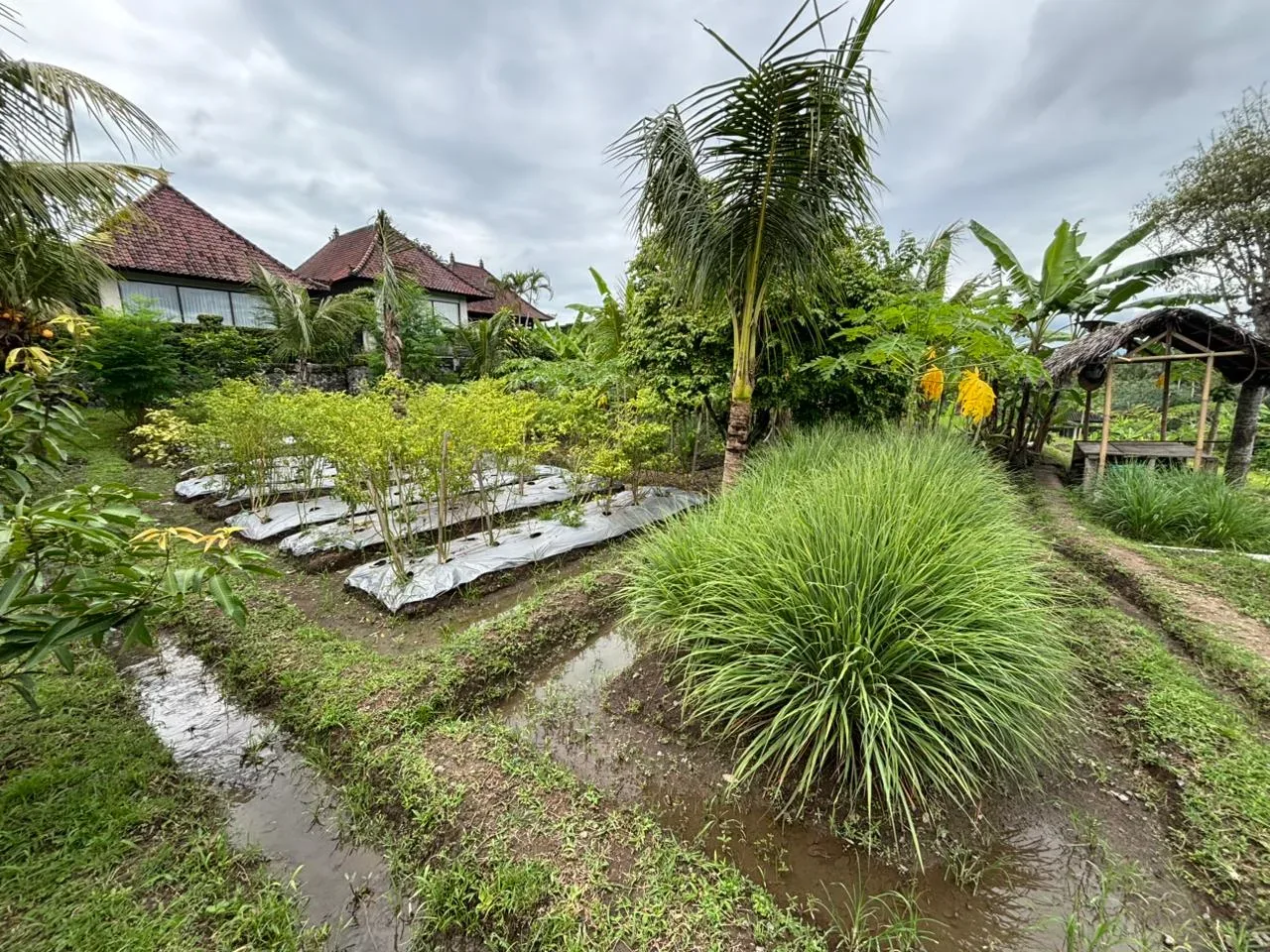 Espacio representativo del hotel: Un jardín frondoso con plantas y un pequeño sendero junto a un edificio.